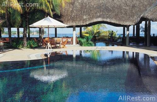 Royal Palm 43